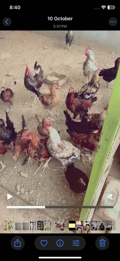 Price 3200 per piece desi male age 1 year home breed