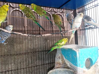 breeds pair ha ande bacho ki warranty ho gi