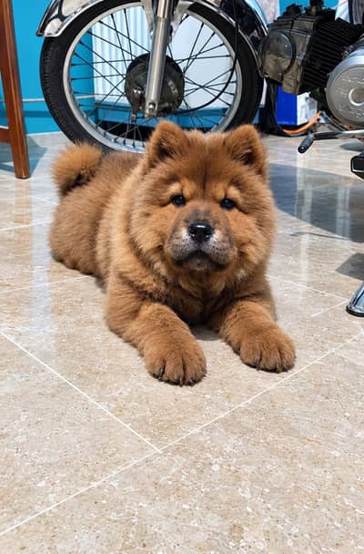 Outstanding Quality Imported Chow Chow Puppies Available