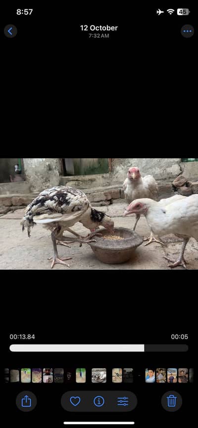 Aseel heera pair