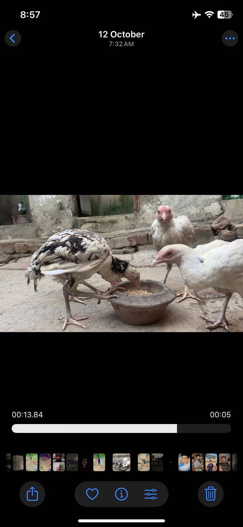 Aseel heera pair 0