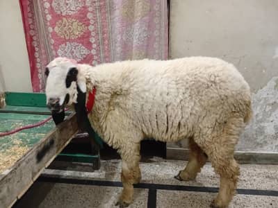 two goats for sale