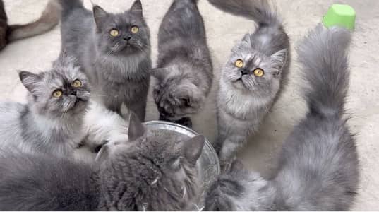 Cats for sale