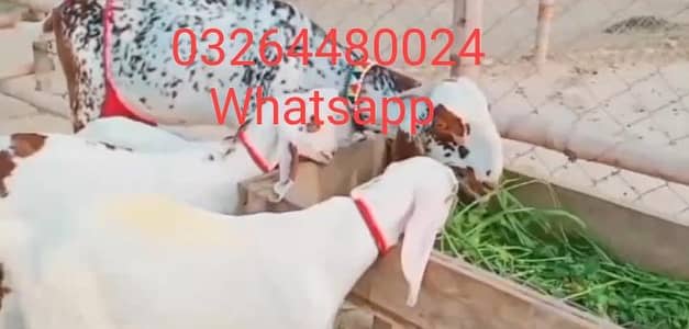 teen bacchon wali desi bakri for sale