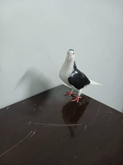 brown male sharazi female