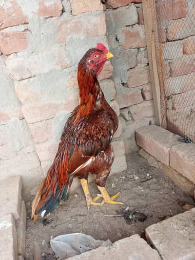 aseel murgha for sale