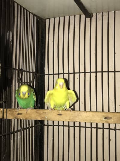Budgies adult pair