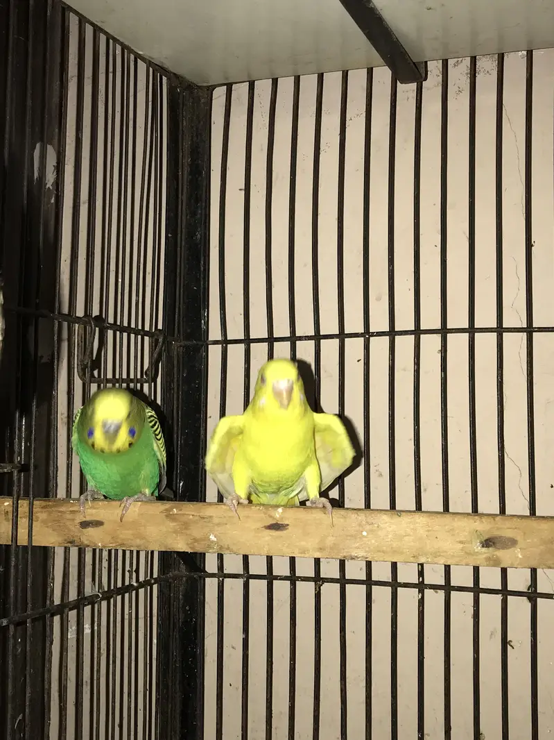 Budgies adult pair