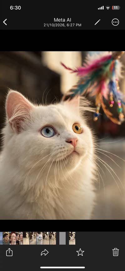 Beautiful persian cat for sale