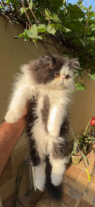 beautiful female kitten piki