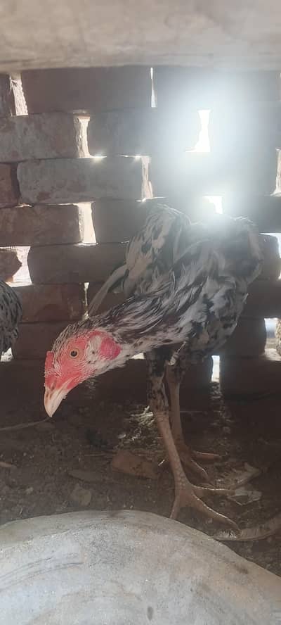aseel murga pair 03008126916