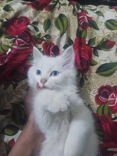 for sale