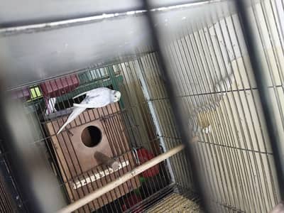 budgies extra male + cage available 0/3/2/1/4/9/4/6/8/4/4