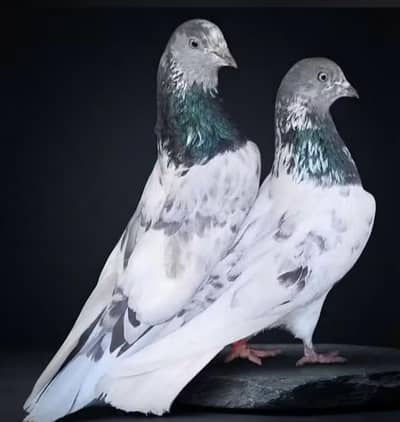 فیروز پوری