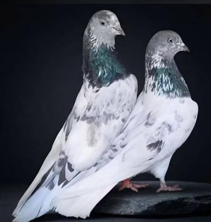 فیروز پوری 0