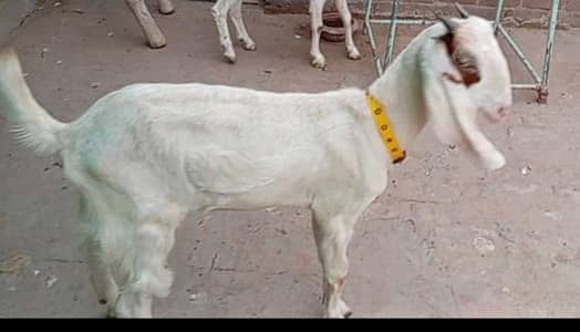 rajanpur or desi cross  ki ha bakri mashallah