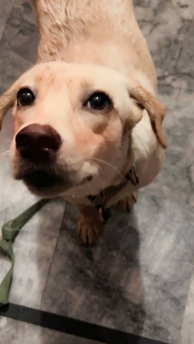 Cute labrador pup