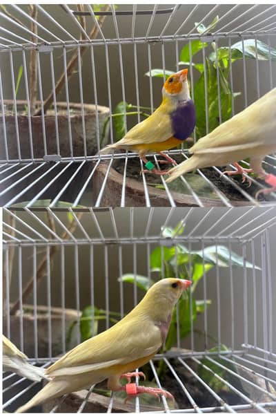 Yellow back gouldian / Star finch