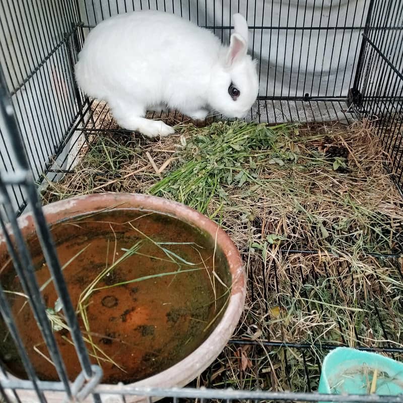 dwarf hotot rabbit 0