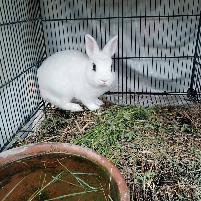 dwarf hotot rabbit 1