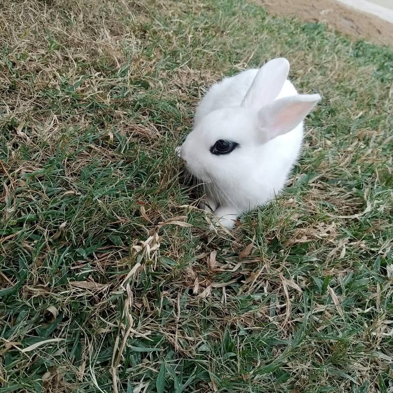 dwarf hotot rabbit 2