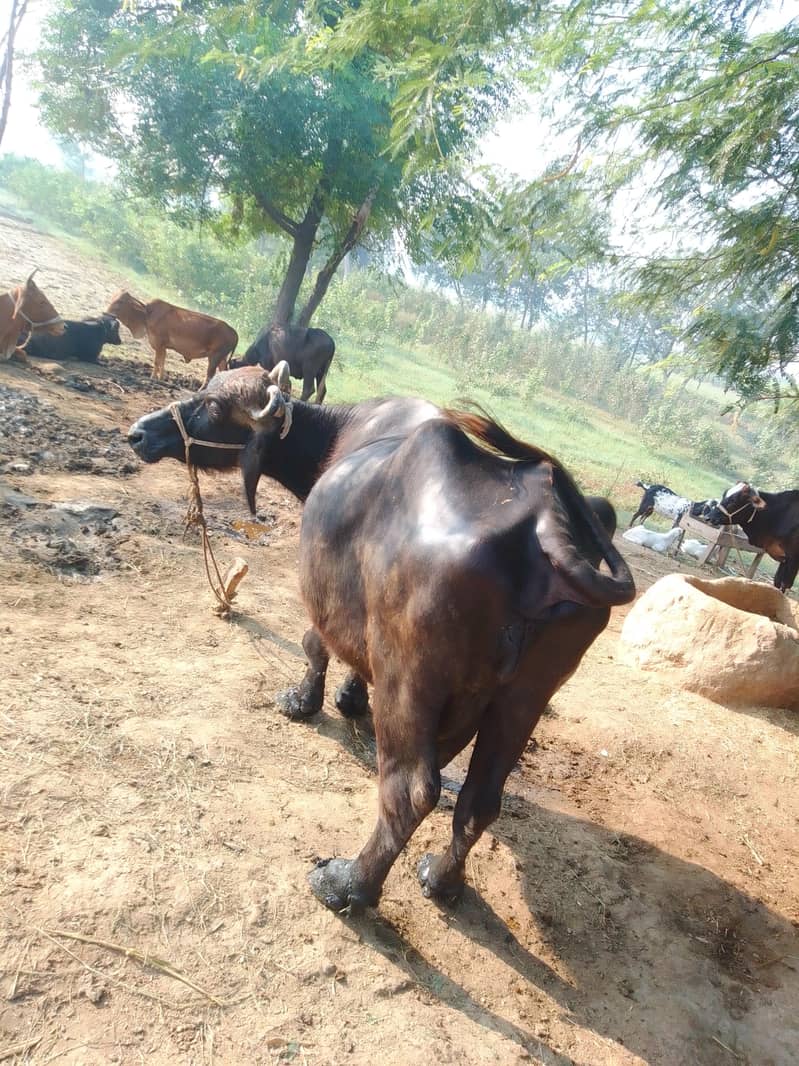 Buffalo 0