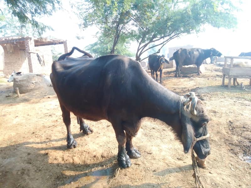 Buffalo 1