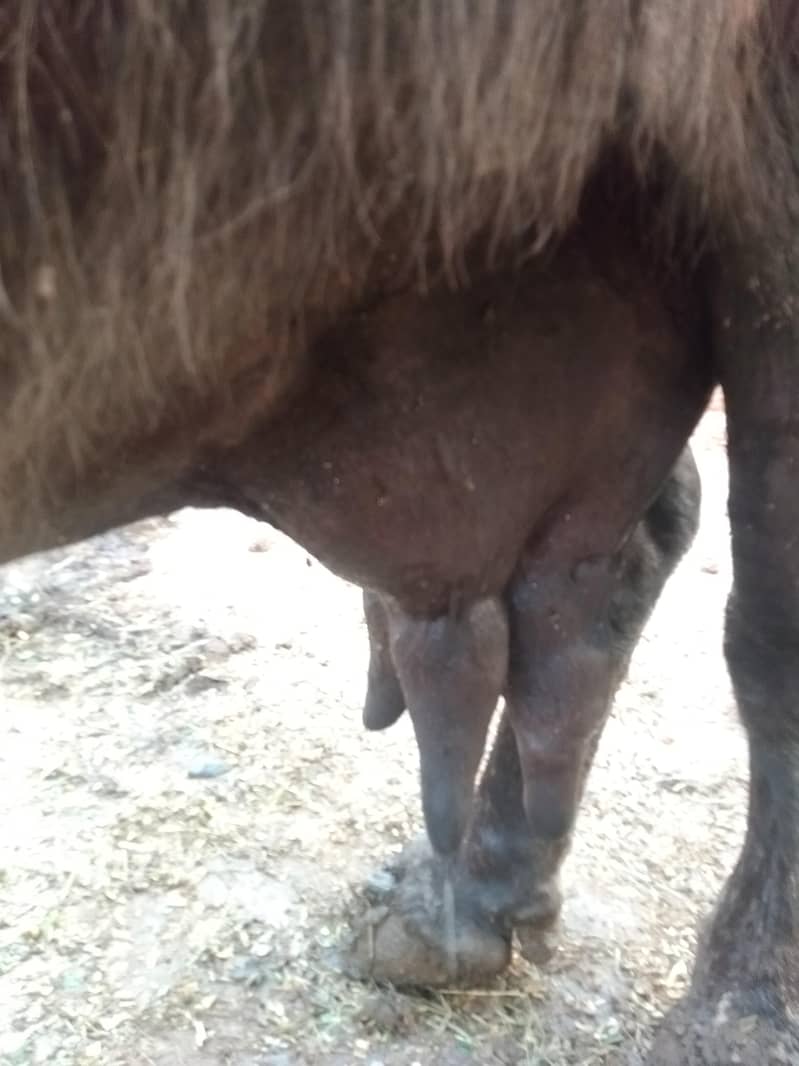 Buffalo 2