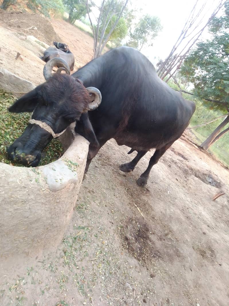 Buffalo 3