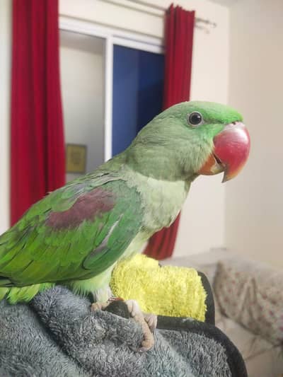 kashmiri RAW parrot Jammu size