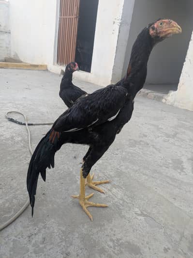 indian parrot beak cross
