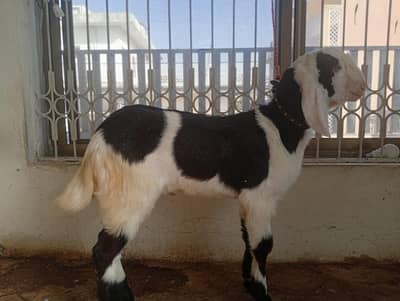 Ablak bakraa
