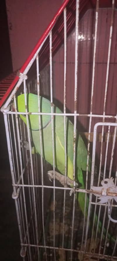 green ringneck face to face talking