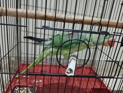 Pahari Parrot for sale 10Months Gender not confirmed