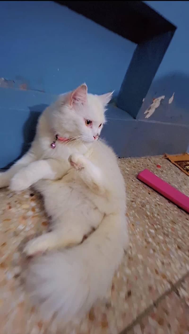 catoo 2