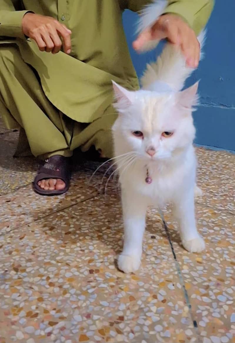 catoo 3