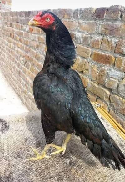 Best Quality Home Breedi Aseel 2 Chicks For Sale