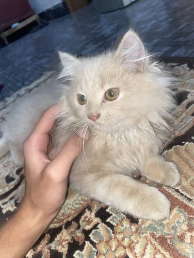 British long hair kittens