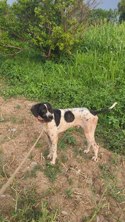 Pointer dog urgent for sale