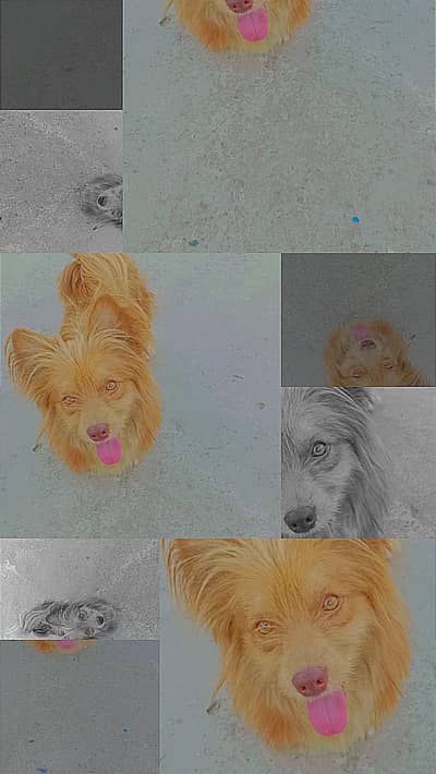 Dog for sale -bread [experiment] healthy & active