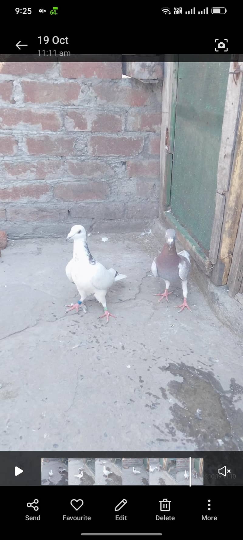 pegions 2 Males 1