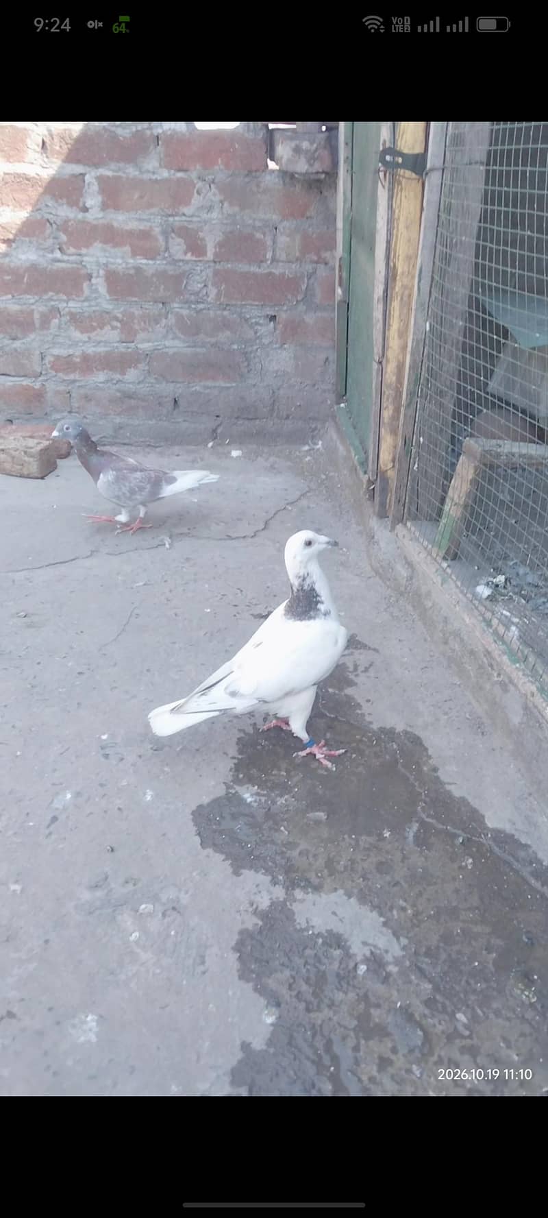 pegions 2 Males 2