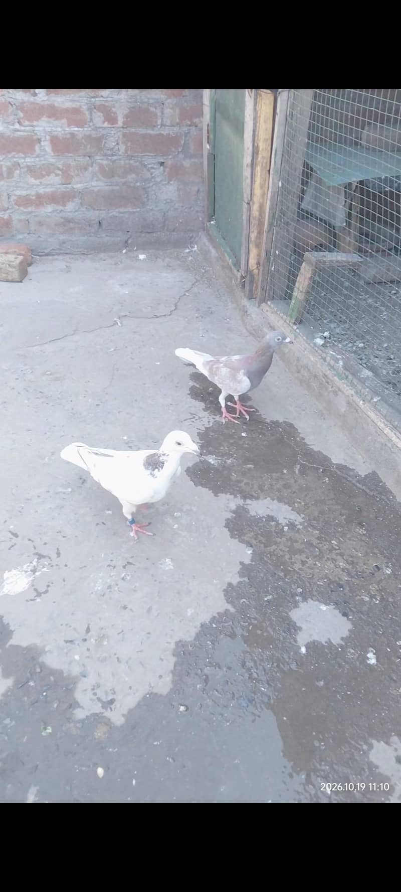 pegions 2 Males 3
