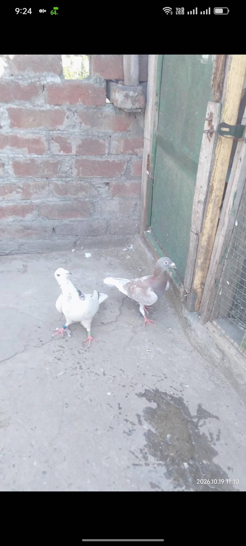 pegions 2 Males 4