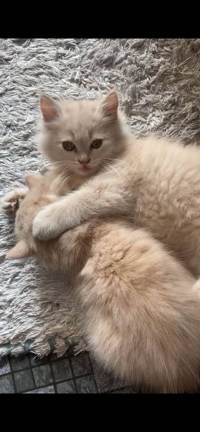 British long hair kittens