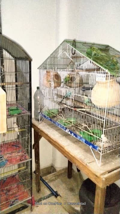 (3 pinjare)_(Aur parrot sale)_(parrot_cocktail_bajari tote_java foun)
