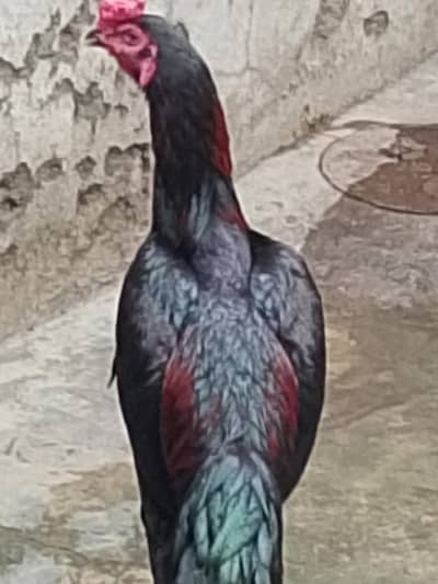 pure drangon black body nok nali patha for sale 15000