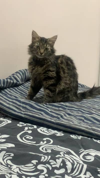 Siberian Cat kittens