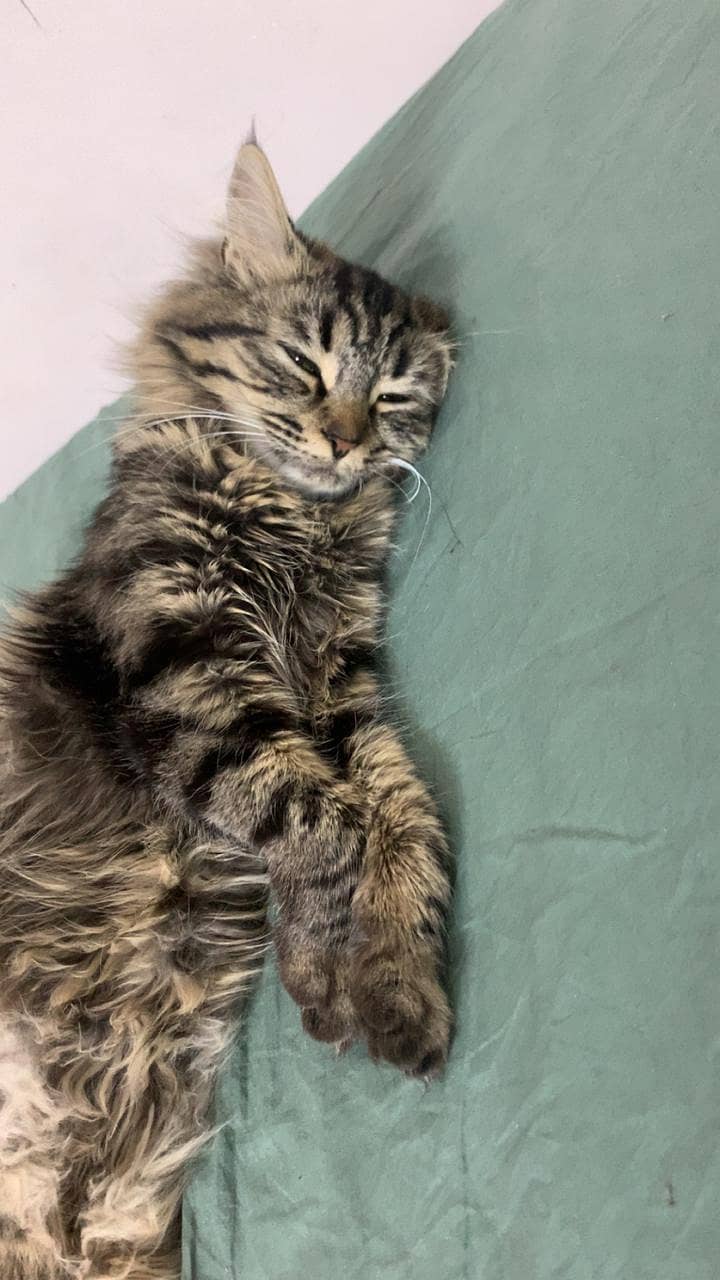 Siberian Cat kittens 6