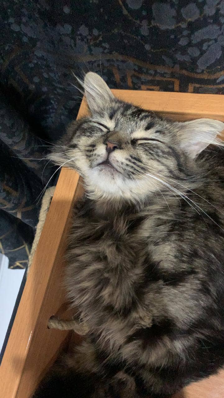 Siberian Cat kittens 8